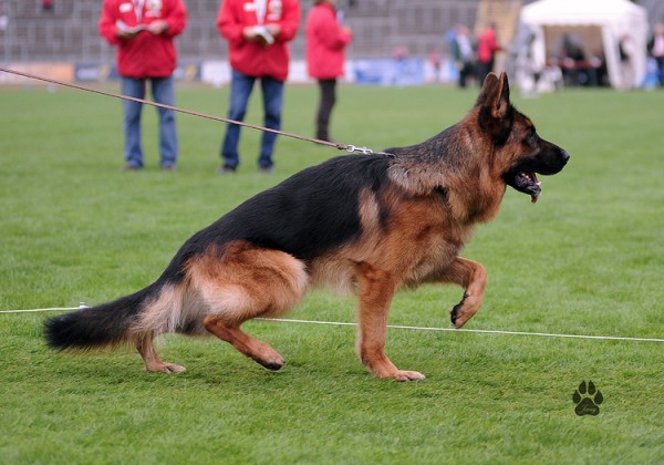 Yankee von Feuermelder