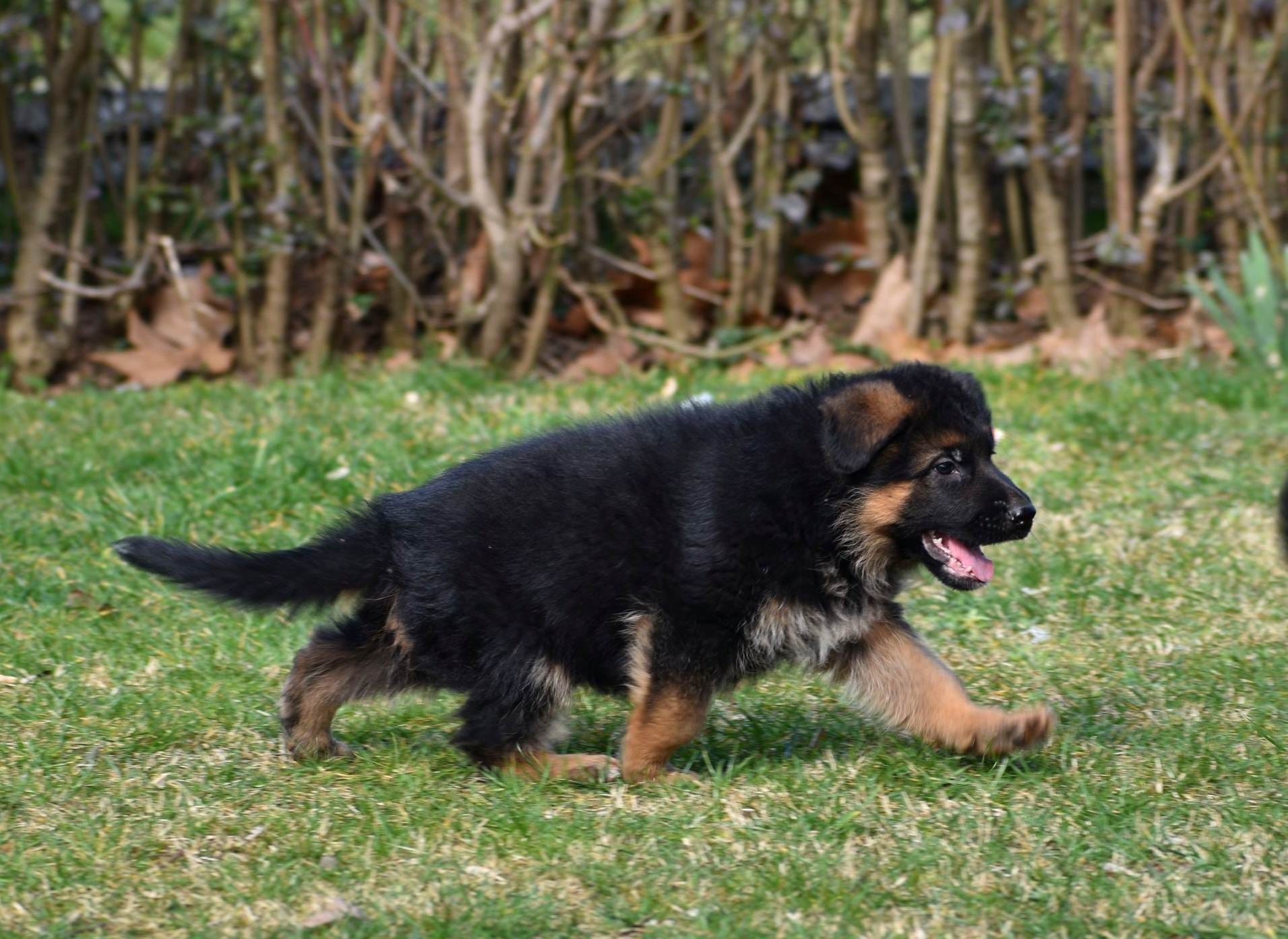 German Shepherd