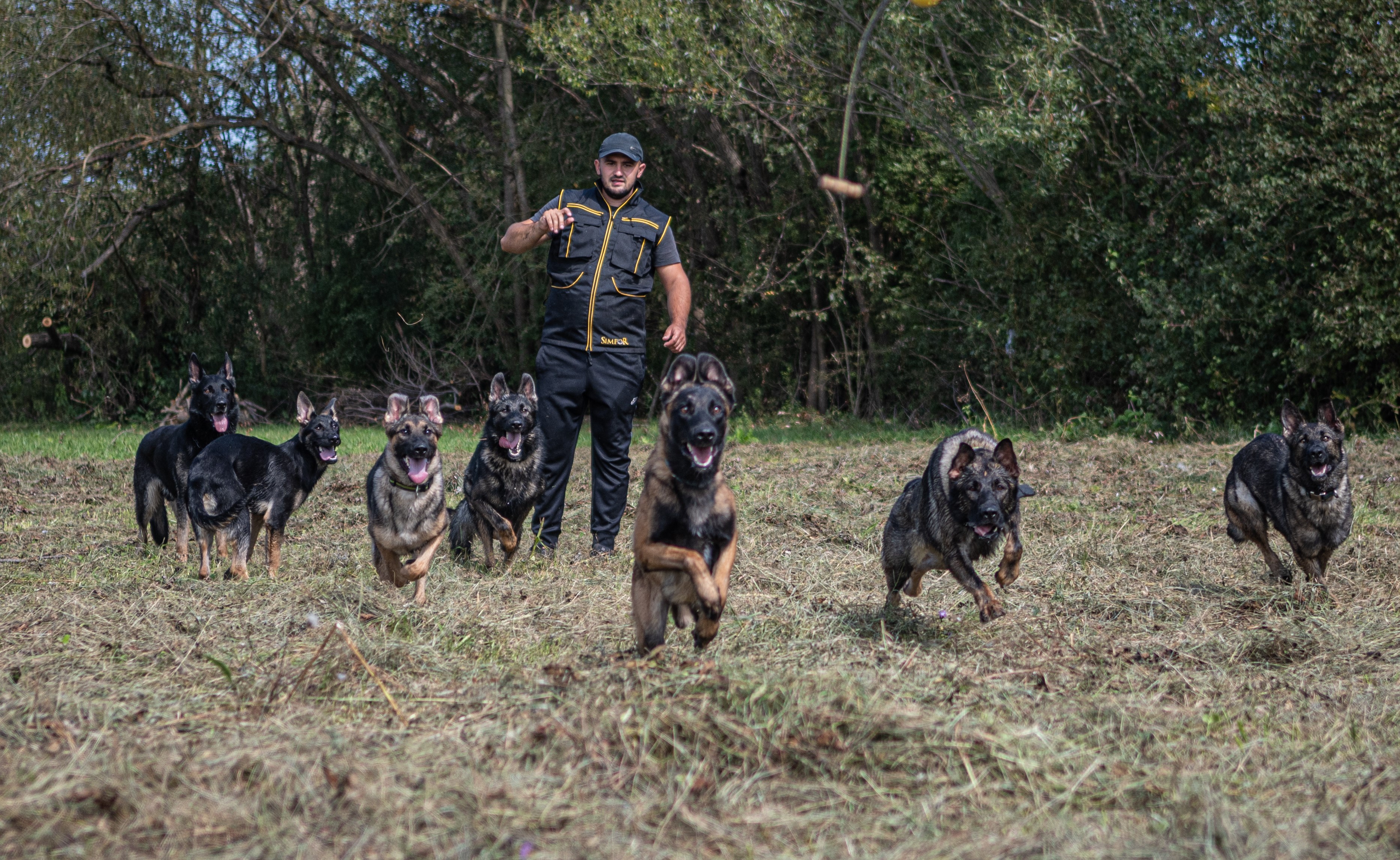 Our Stars — Simpor