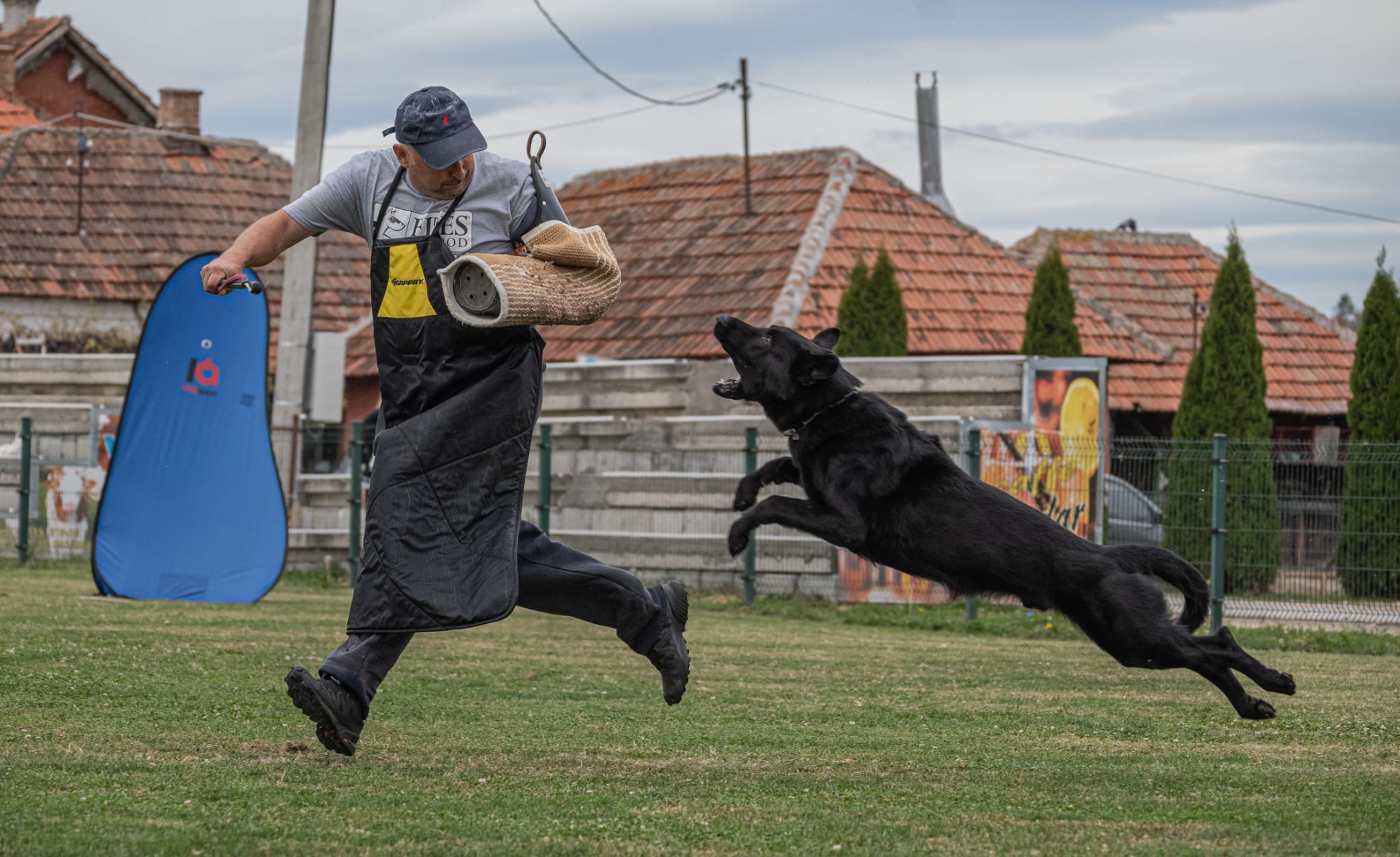 German Shepherd Training