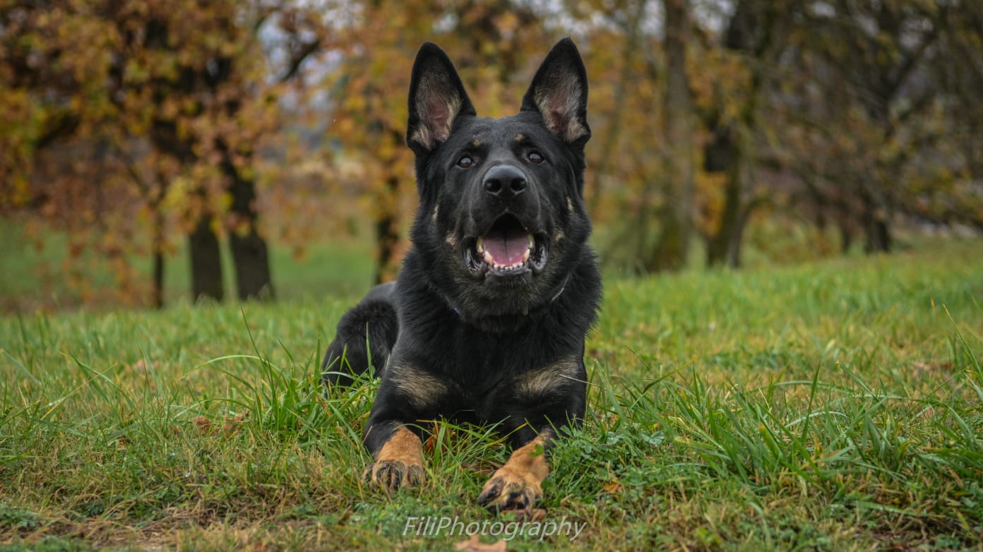 Available German Shepherd