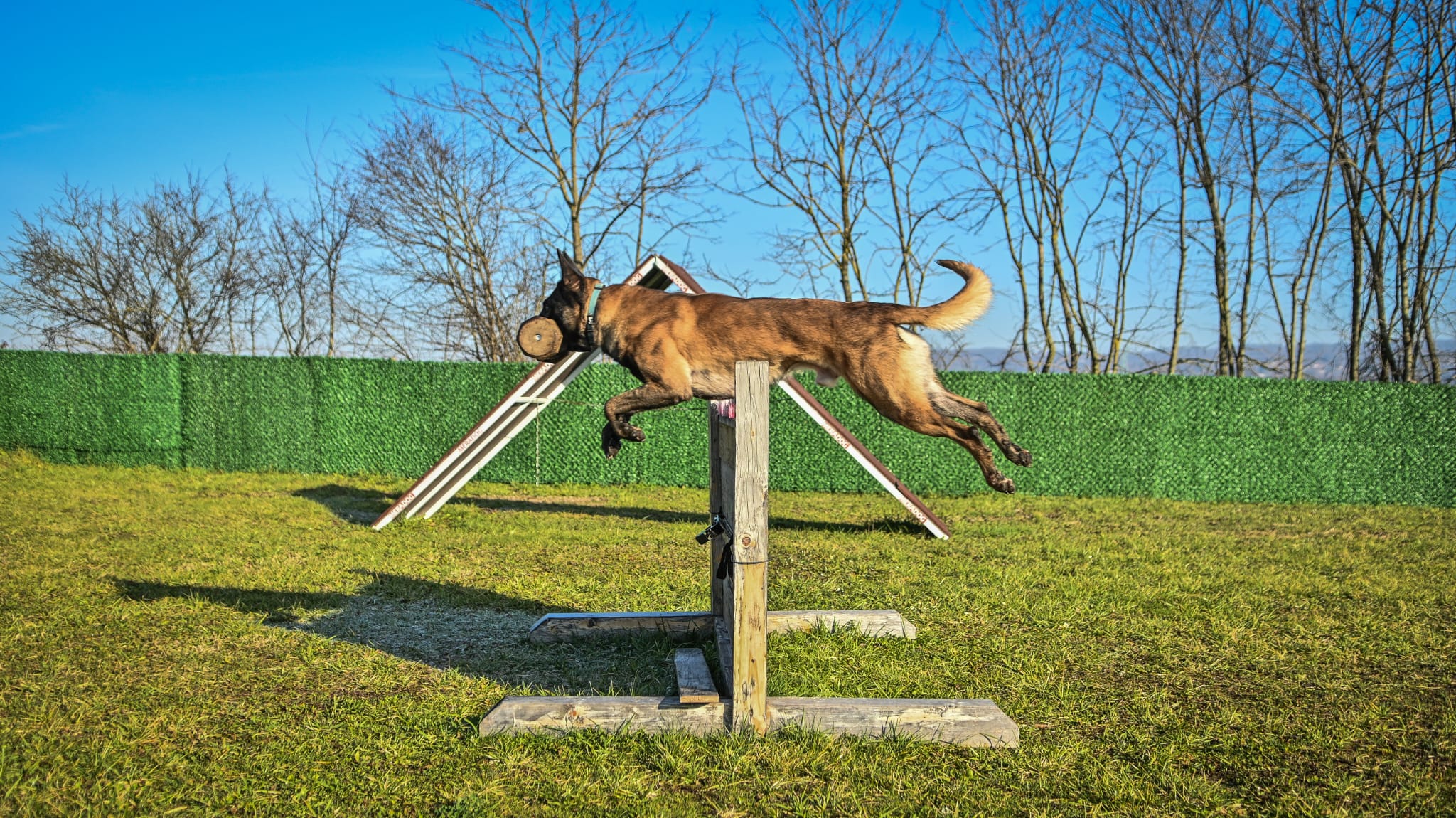 World Championship Show Ring